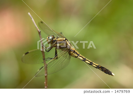 A female of Shiokaratombo that sticks to a branch 1479769