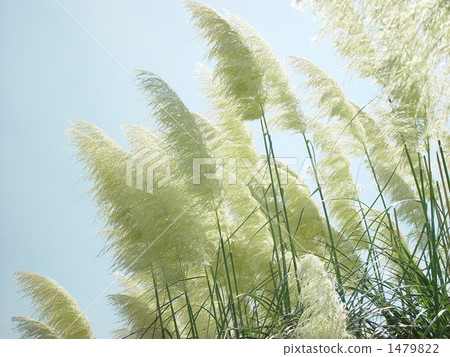 November Pampasgrass · Gramineae 05 1479822