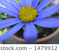 blue flower	 1479912