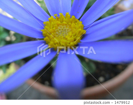 blue flower	 1479912
