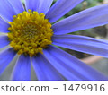 blue flower	 1479916