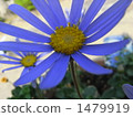 blue flower	 1479919