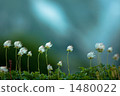 aleutian avens, geum pentapetalum, alpine plant 1480022