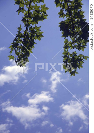 紅葉 翠綠 鮮綠 1480070
