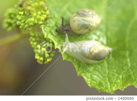 Snail 1480080