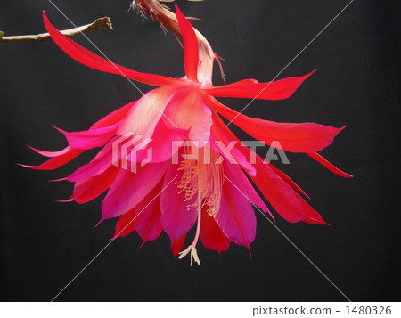 向下開花的孔雀仙人掌花 向下開花的孔雀仙人掌花 1480326