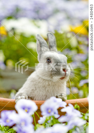 荷蘭侏儒 一個雞蛋 兔子 1480463