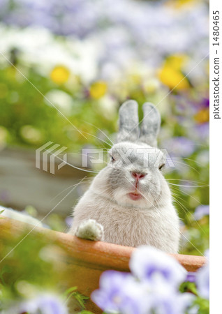 彼得兔 一個雞蛋 荷蘭侏儒 1480465