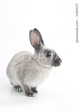 netherland dwarf, rabbit, bunny 1480473