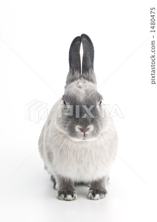 netherland dwarf, rabbit, bunny 1480475