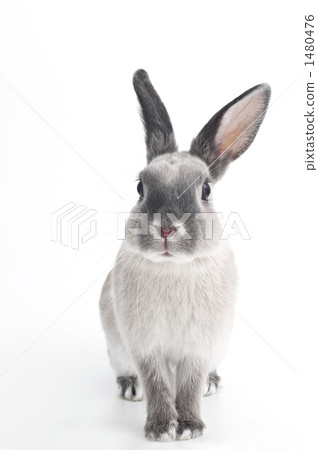 the year of the rabbit, netherland dwarf, an egg 1480476