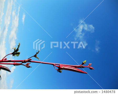 Red okra of home garden 1480478