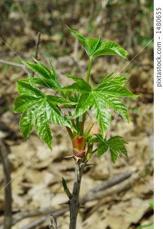 刺楸 1480655