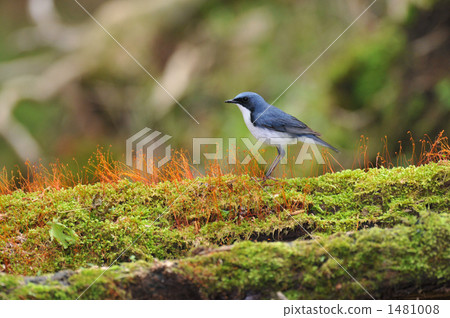 西伯利亞藍知更鳥 豐田市 足助 1481008