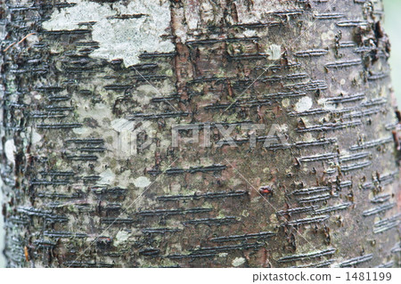 老鼠的樹皮 1481199