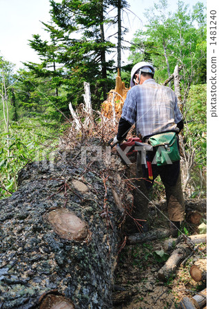 Chainsaw saw dumplings round back Chainsaw saw dumplings round back 1481240