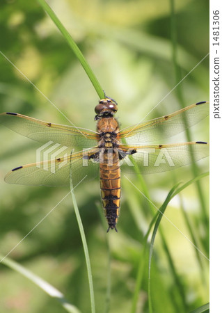 Ladybug Ladybug 1481306