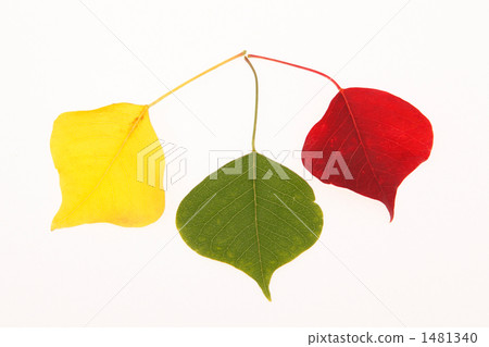3 colors of leaf of Nankinhase 3 colors of leaf of Nankinhase 1481340