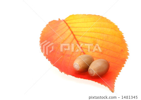 Cherry blossom leaves and acorn 1481345