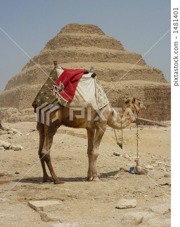 Camel to the staircase pyramid Camel to the staircase pyramid 1481401