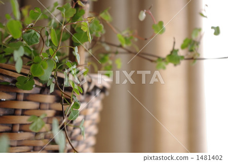 muehlenbeckia complexa, foliage plant, spade 1481402