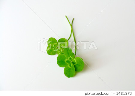 四片葉子的兩片葉子 1481573