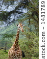 長頸鹿 旅行 非洲 1481789