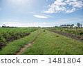 藍天 種植園 農場 1481804
