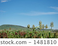 草地 草 野草 1481810