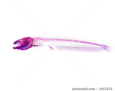 鯰魚透明標本 1481878