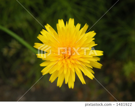 flatweed, tokyo, asterales 1481922