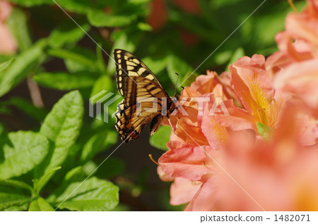 杜鵑花和燕尾蝶 1482071