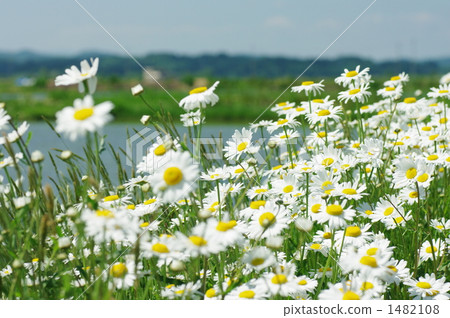 Margaret field 1482108