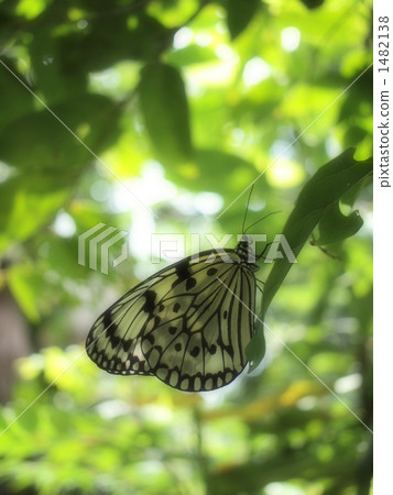 Resting of the giant fish 1482138