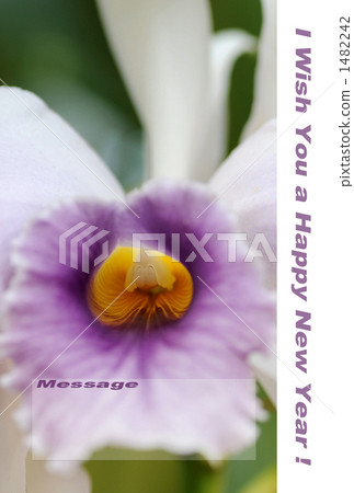 法國蘭花 1482242