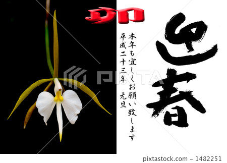 French orchid French orchid 1482251