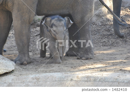 終於誕生了，寶貝亞洲象 1482410