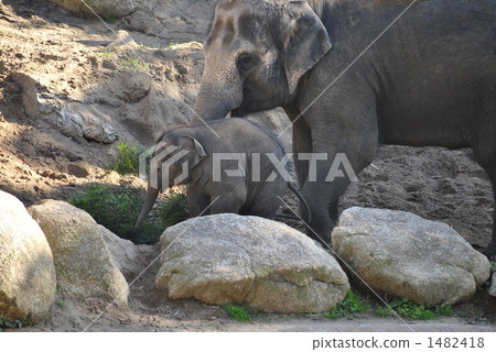亞洲象 小象 大象 1482418