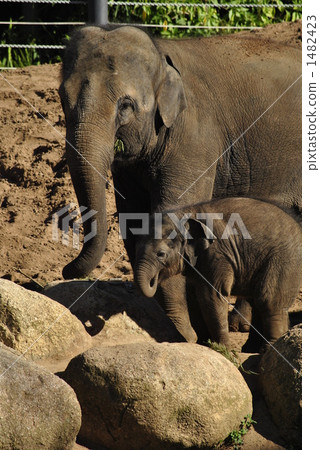 亞洲象 小象 澳大利亞 1482423
