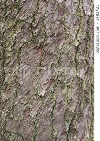黑松樹皮 1482425