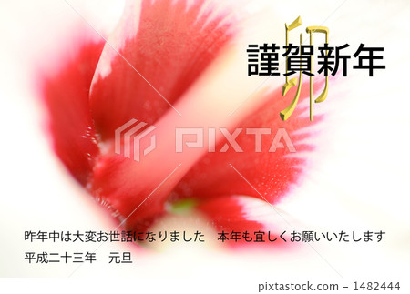 Hibiscus Hibiscus 1482444