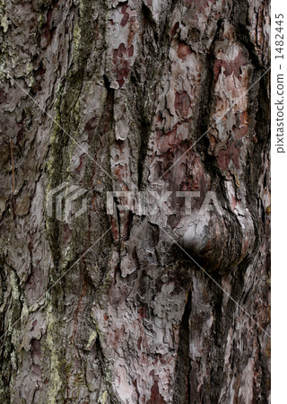 Black pine bark 1482445