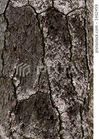 Black pine bark 1482459