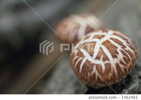 Shiitake mushroom Shiitake mushroom 1482481