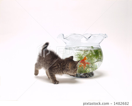 小貓和金魚 小貓和金魚 1482682