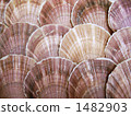  Scallop 1482903