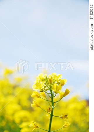 Rape flowers and sky Rape flowers and sky 1482982