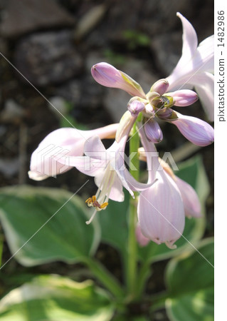 玉簪（愛國者）B 1482986