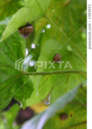 snail, snails, cochlea 1483651