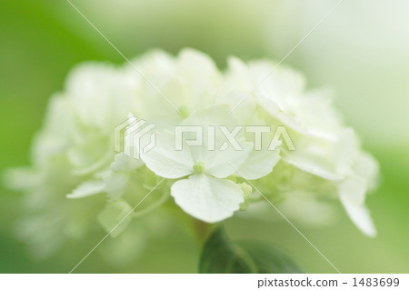 開花在森林裡的白色八仙花屬 開花在森林裡的白色八仙花屬 1483699